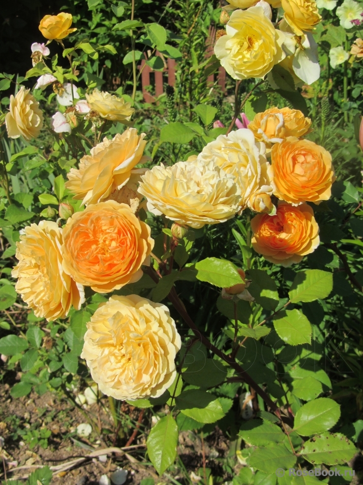 Crown Princess Margareta®