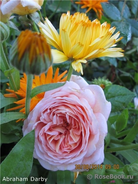 Abraham Darby