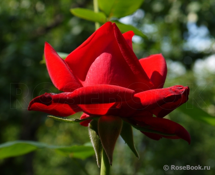 Red Queen