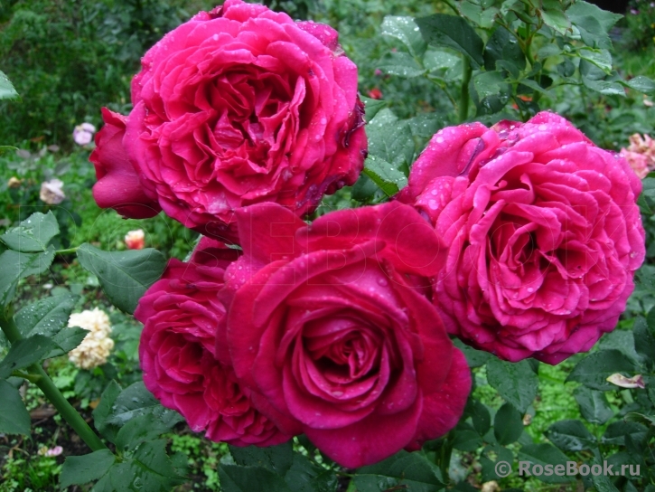 Johann Wolfgang von Goethe Rose®