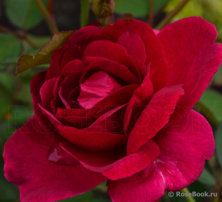 Darcey Bussell 