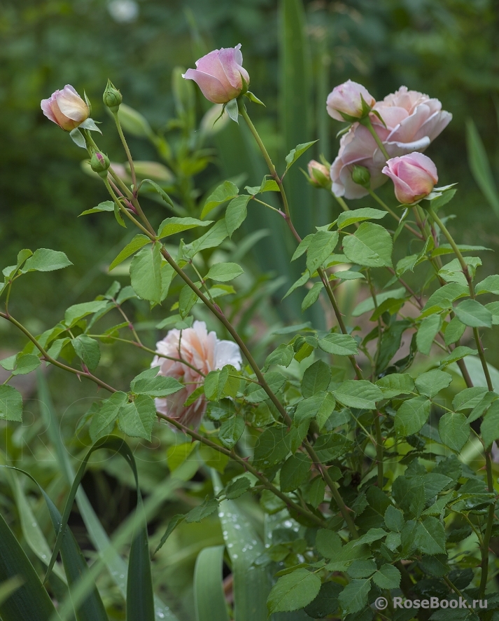 Abraham Darby