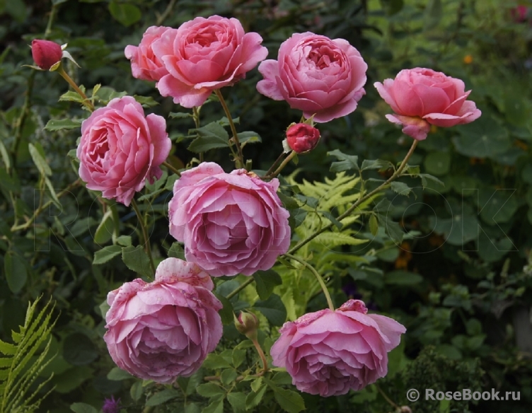 Princess Alexandra of Kent 