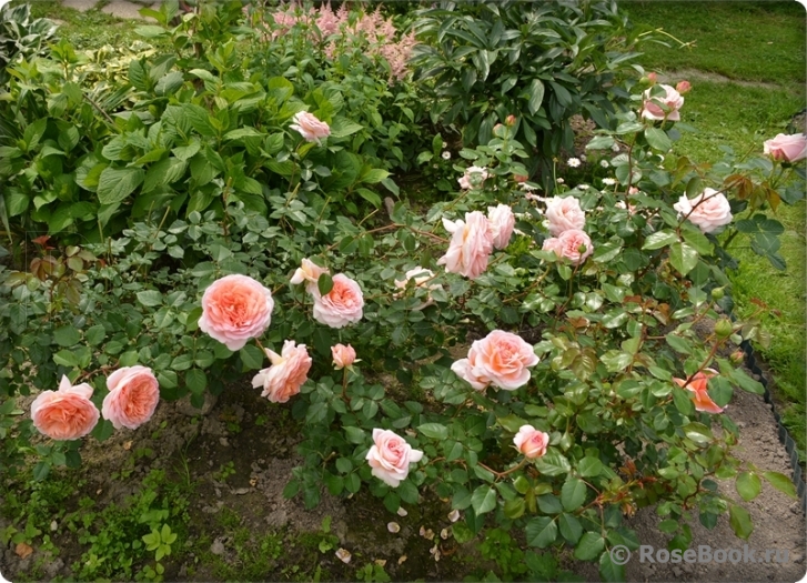 Abraham Darby