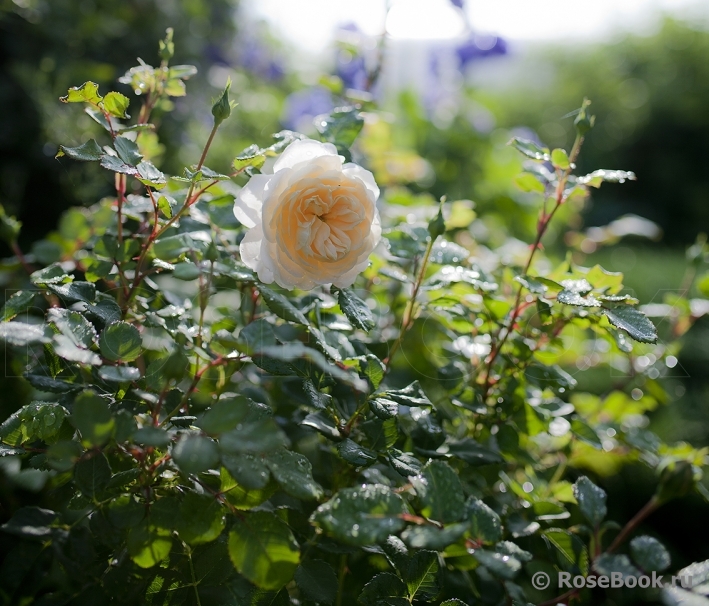 Crocus Rose® 