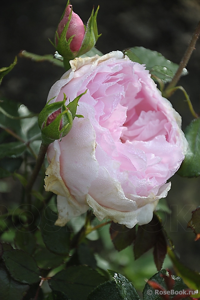 The Wedgwood Rose