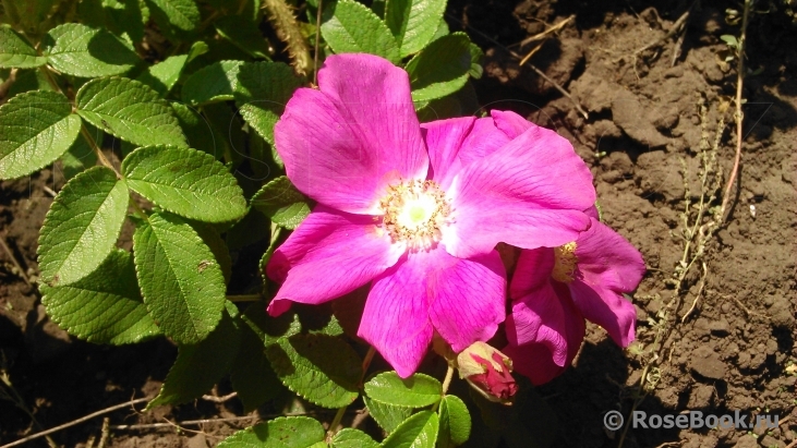 Rosa rugosa rubra