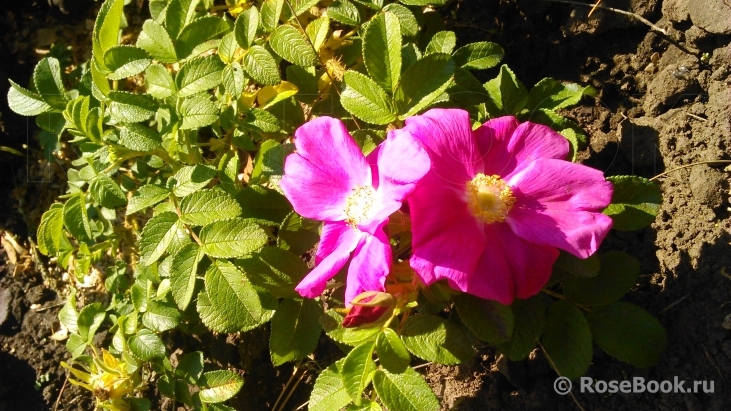 Rosa rugosa rubra