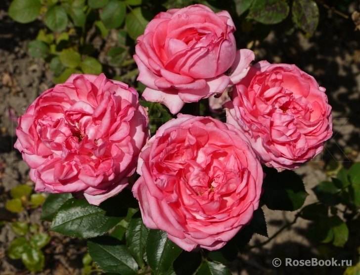 La Rose de Molinard ®