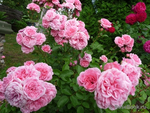 Coral Border