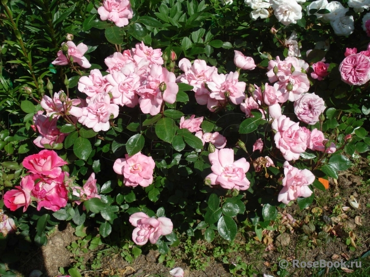 Bordure Rose