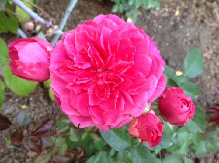 Ivor's Rose