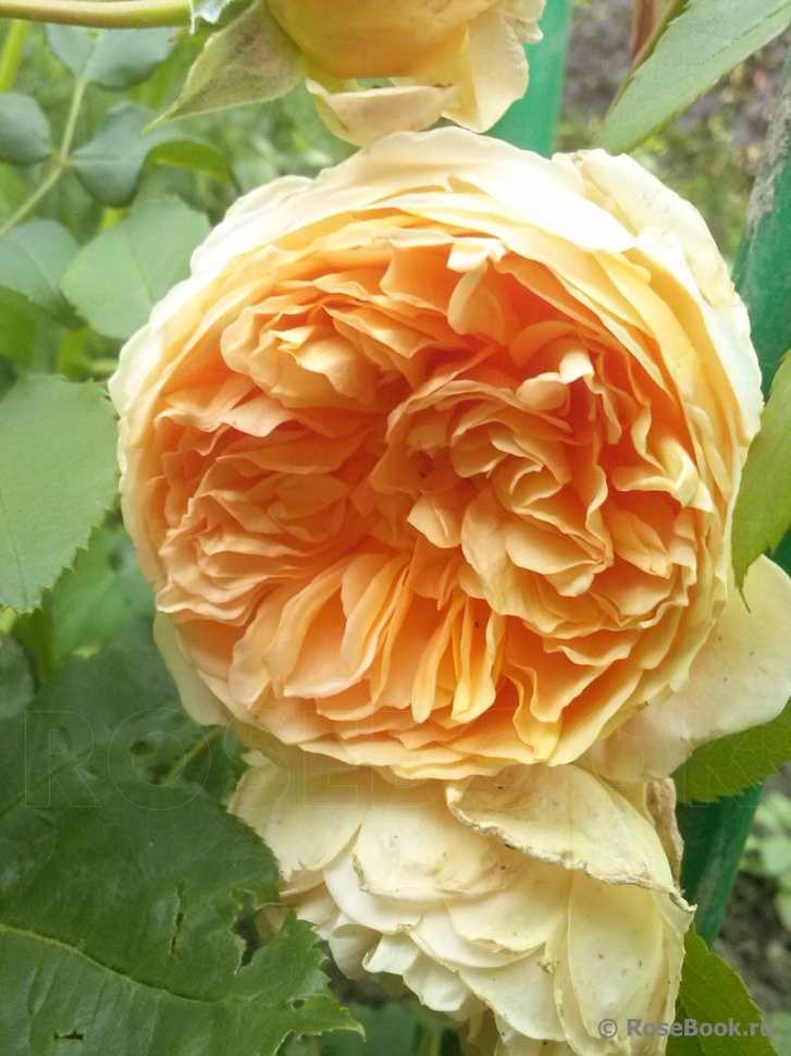 Crown Princess Margareta®