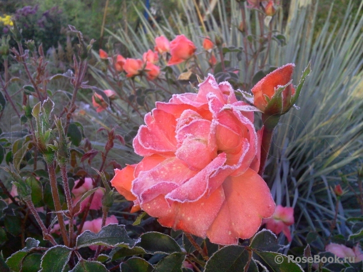 Jardins de France 