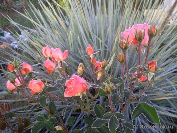 Jardins de France 