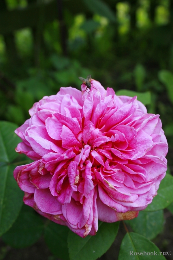 Gertrude Jekyll