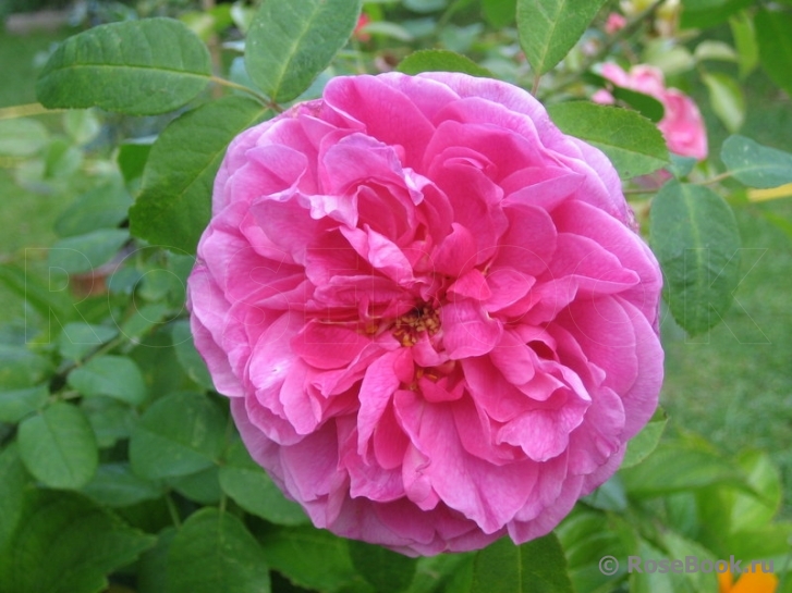 Gertrude Jekyll