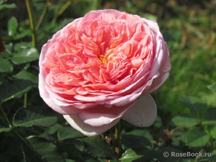 Abraham Darby