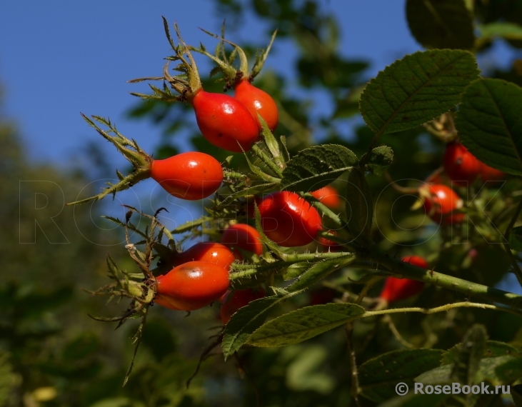 Rosa eglanteria 