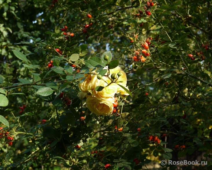 Rosa eglanteria 