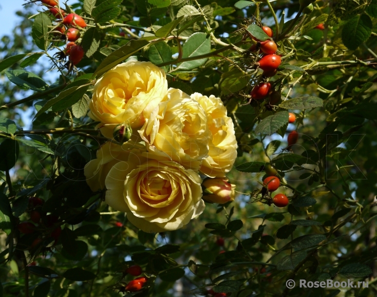 Rosa eglanteria 