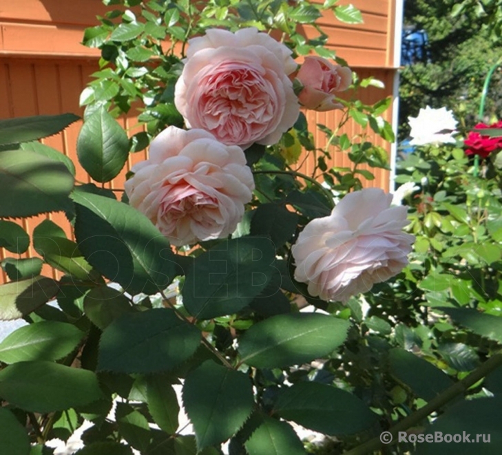 A Shropshire Lad