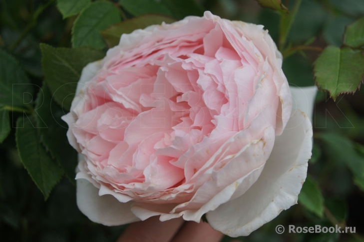 The Wedgwood Rose