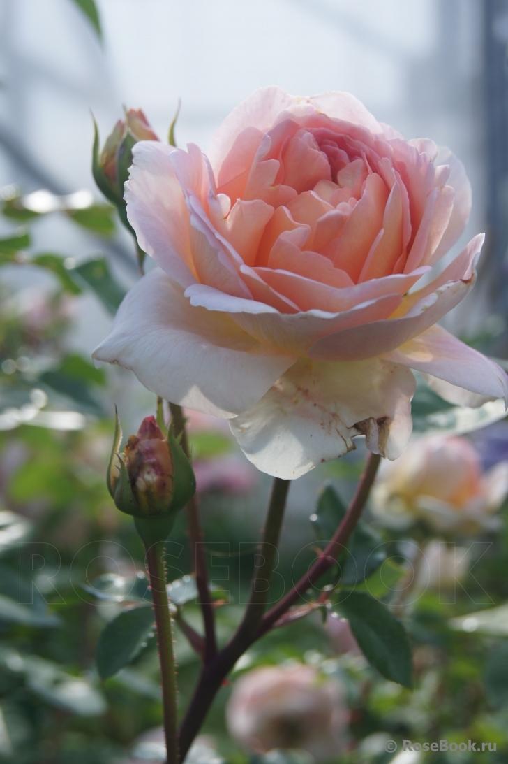 Abraham Darby