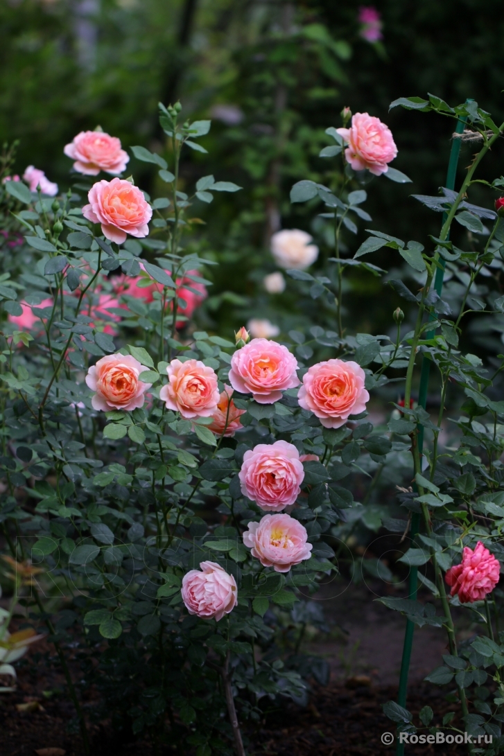 Lady of Shalott 