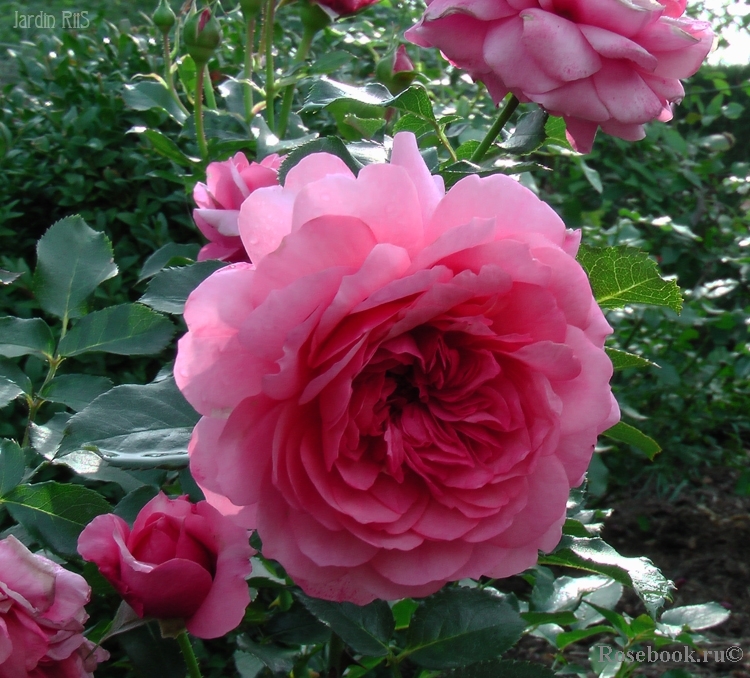 Rose de Bayonne