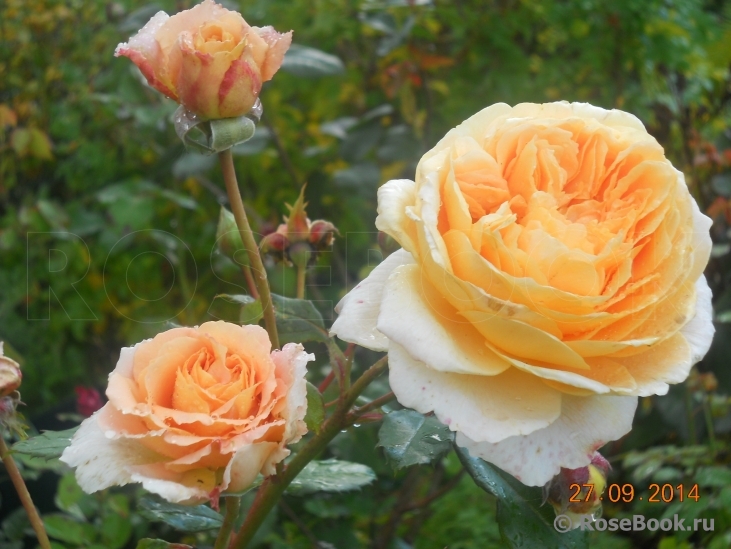 Crown Princess Margareta®