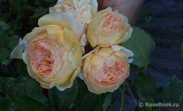 Crown Princess Margareta®