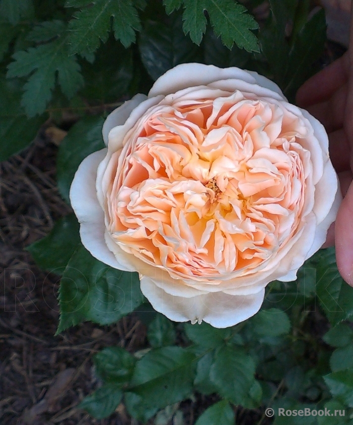 Crown Princess Margareta®