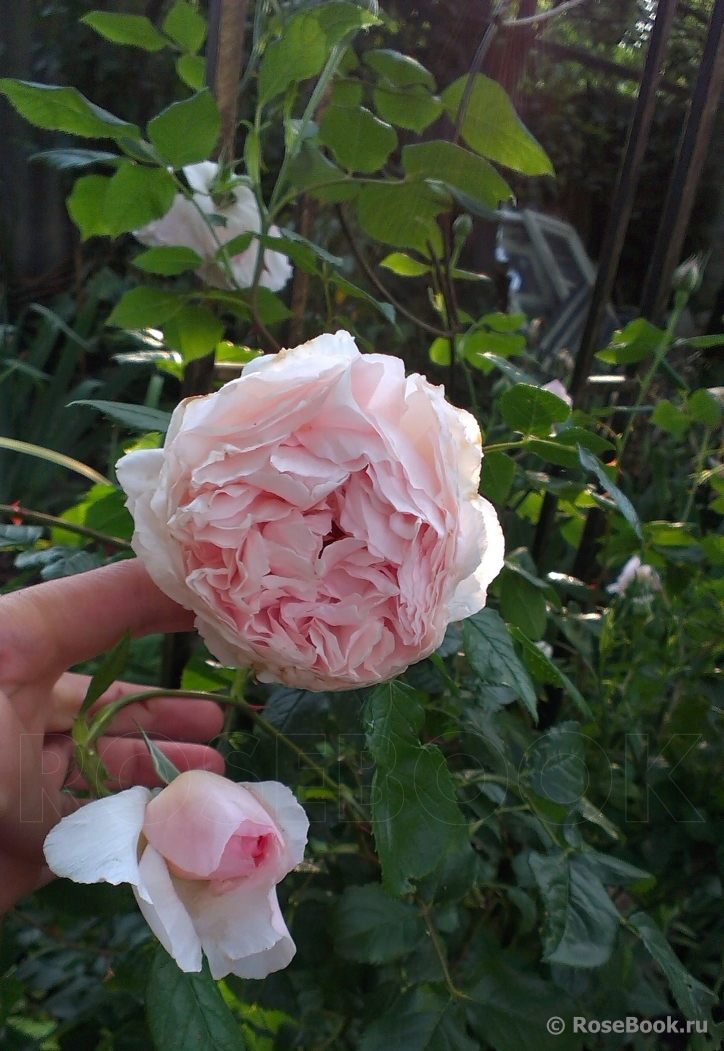 The Wedgwood Rose