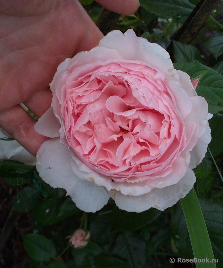 The Wedgwood Rose