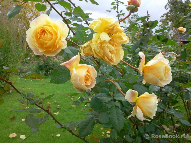 Crown Princess Margareta®