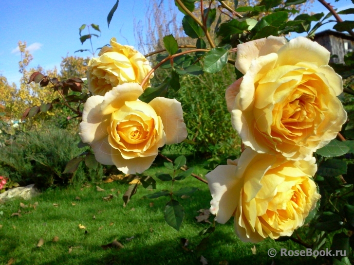 Crown Princess Margareta®