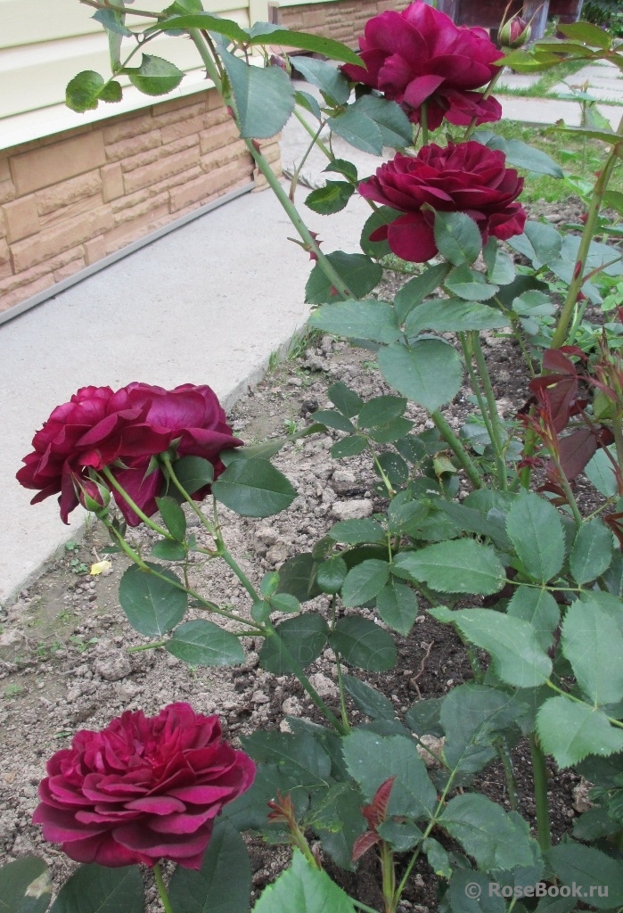 Darcey Bussell 