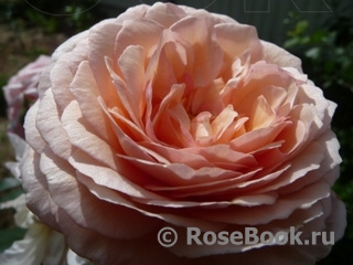 A Shropshire Lad