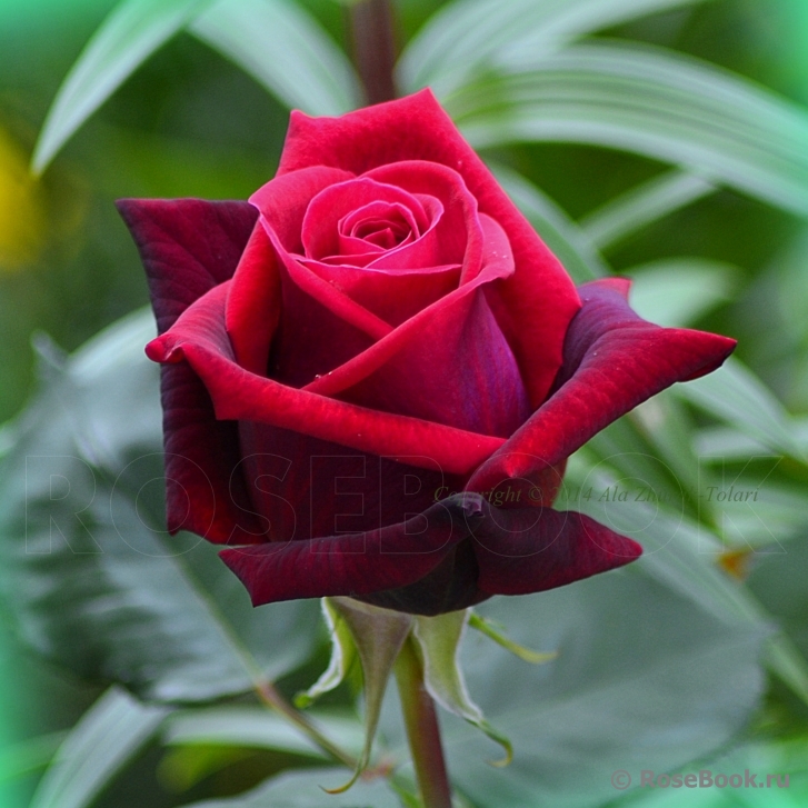 Black Baccara