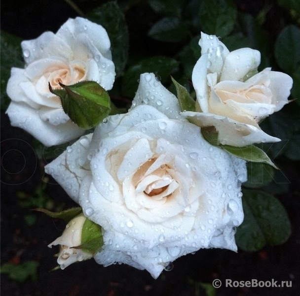 White Bouquet