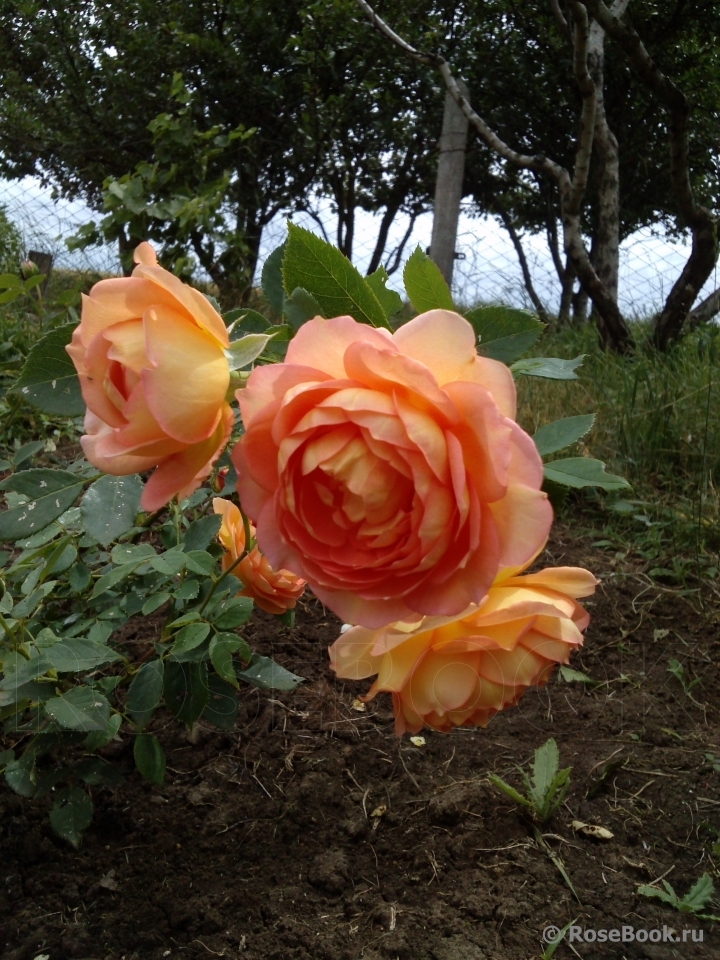 Lady of Shalott 