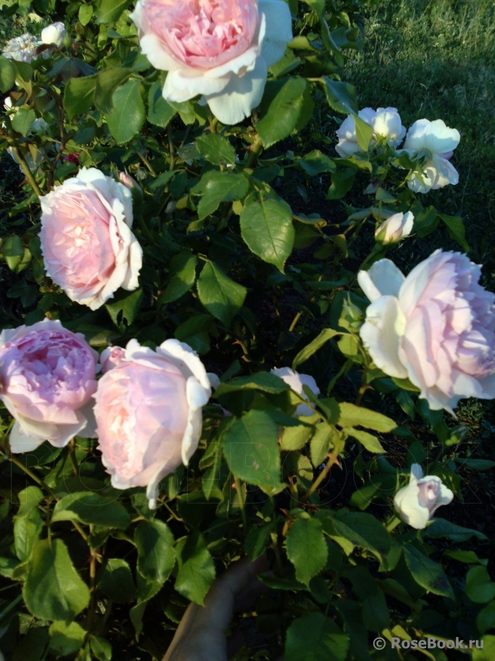 The Wedgwood Rose