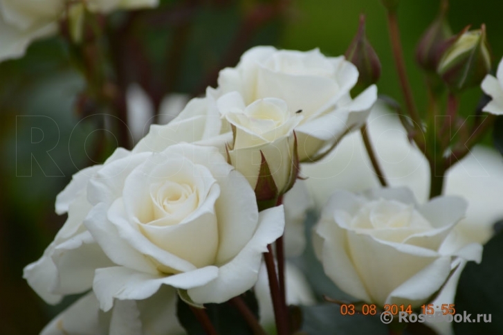 White Bouquet