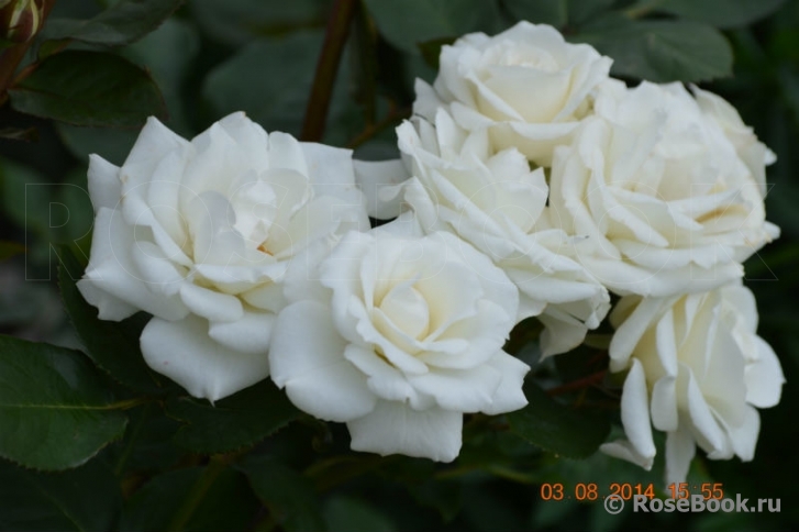 White Bouquet