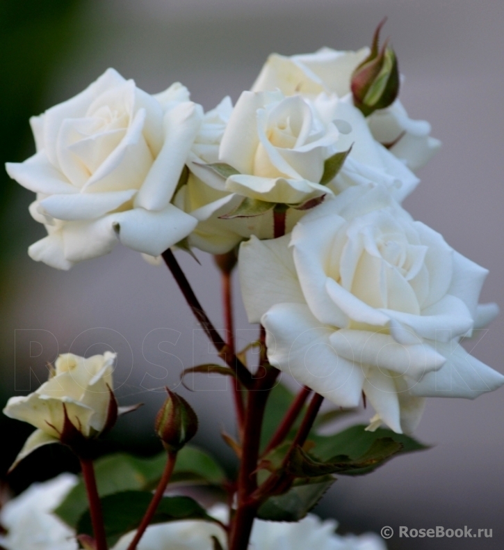 White Bouquet