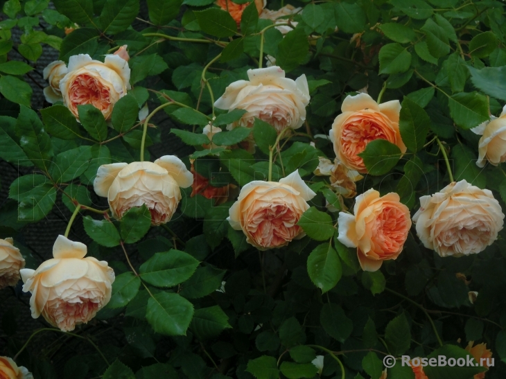 Crown Princess Margareta®