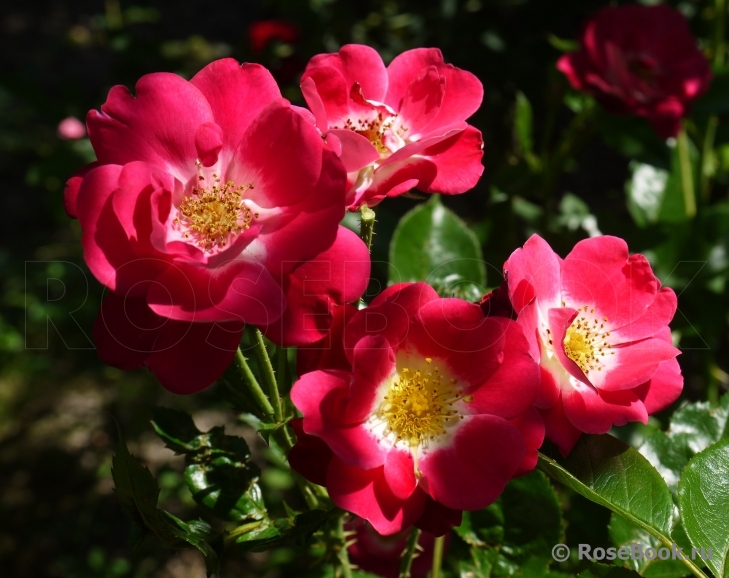 Girlguiding UK Centenary Rose