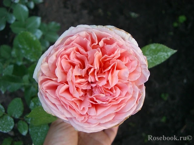 Abraham Darby