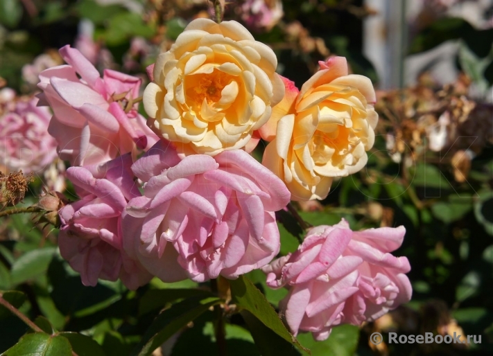 Apricot Bells